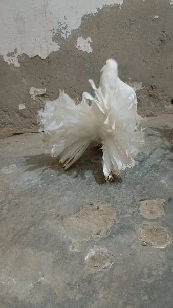 کبوتر ہے یہ 2