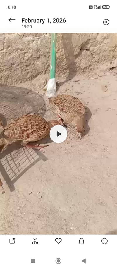 sindhi Dakni /Pure irani Teeter