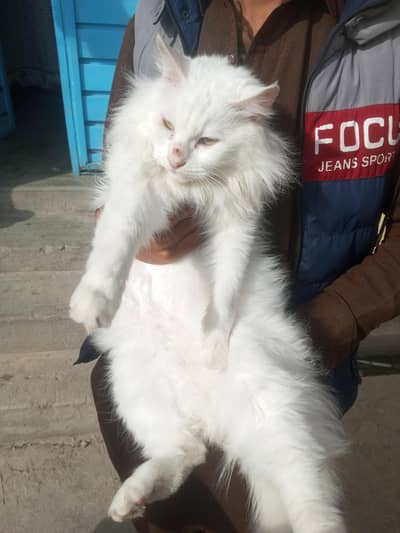 full white NAME MANO FULL TRAINED