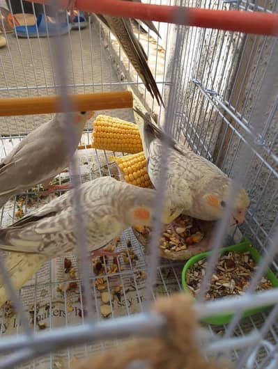 Healthy beautiful Coctails  for sale