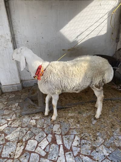 Talagan dumra white colour