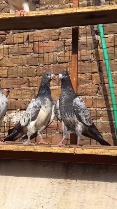 Highflyer kabootaro k bachy pigeons available