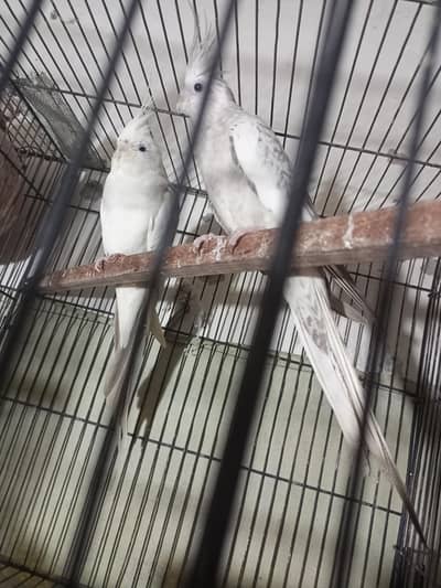 cocktai Eno v paid and peral breader pair