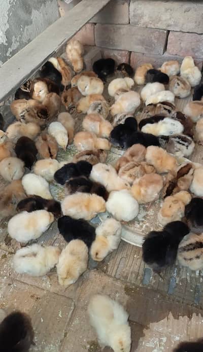 Desi golden misri chicks