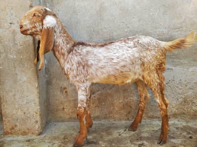 Makhi Cheena Bakra