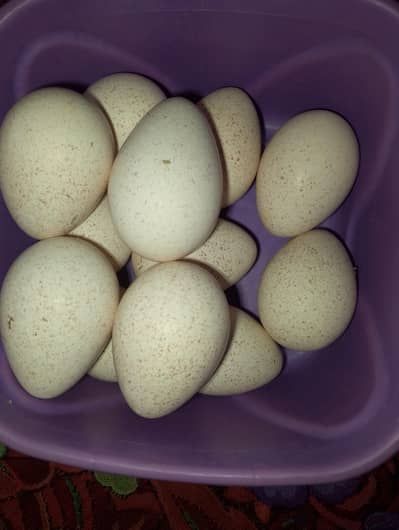turkey birds eggs for sale