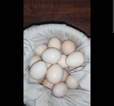 Aseel eggs for sale