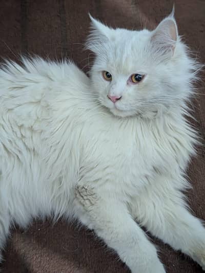 Persian cat for sale