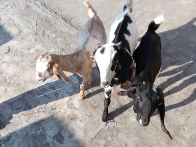 One male and Two female