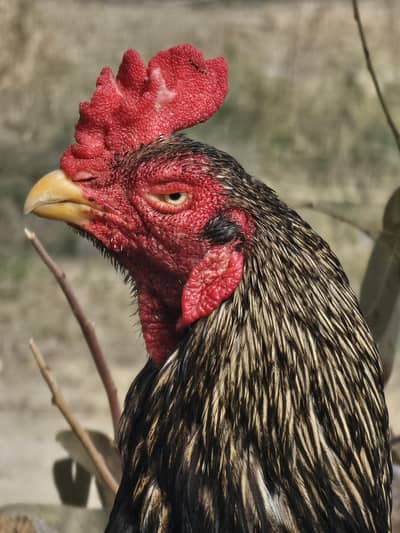 topla khoobsurat kala sawa murgha 3 kilo mohra ha