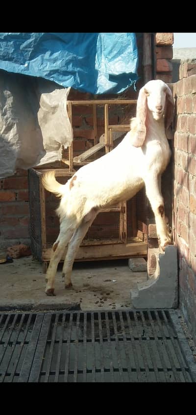 dasi bakra bacha