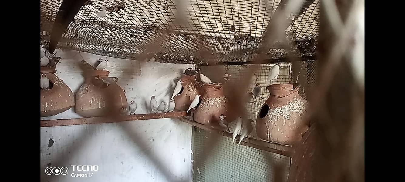 white sliver grey java 0