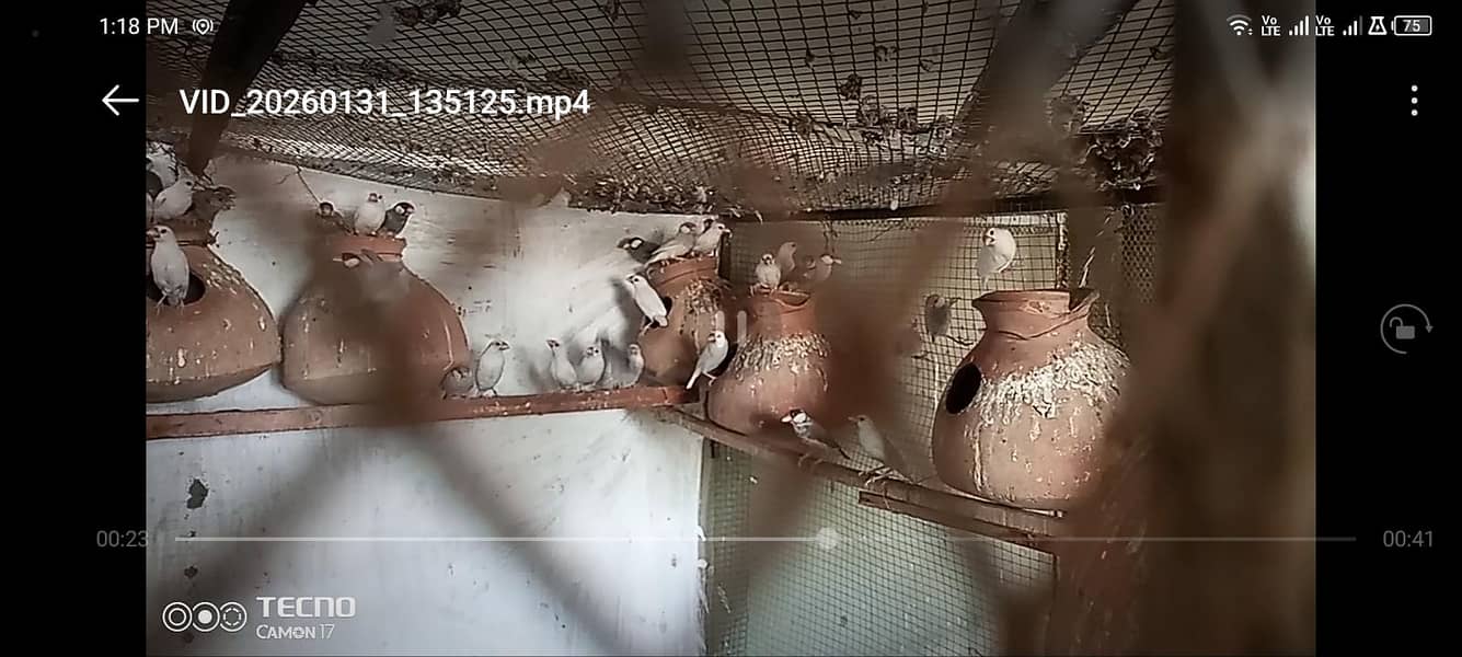 white sliver grey java 1