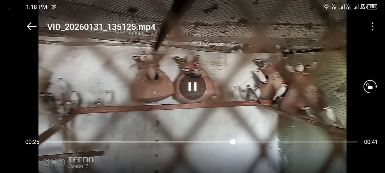 white sliver grey java 2