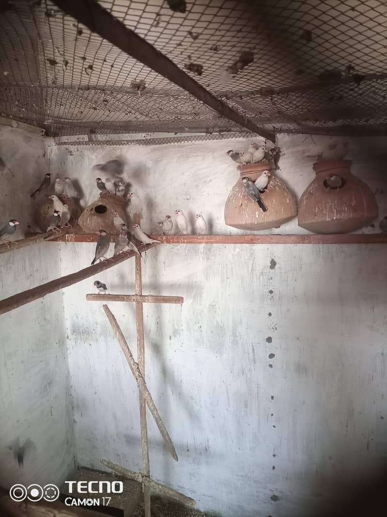 white sliver grey java 3