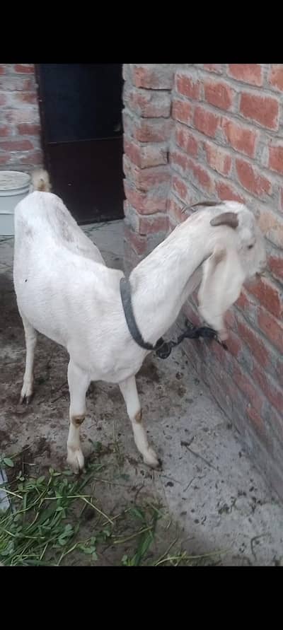 aik bakri or bakra hy pair hy  03136630648 whtap