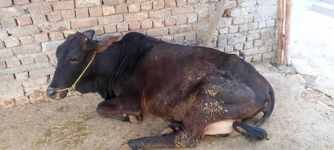 sahiwal cross cow 1st timer