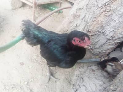 asil murge or 7 miawali bacha sell