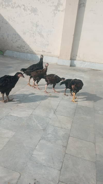 7 chiks 4 mihiny ky or 1 kandhari kras male 7 mahiny ka