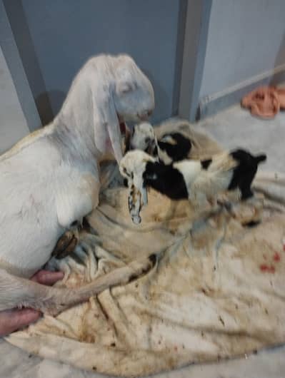 Goats for sale with kids