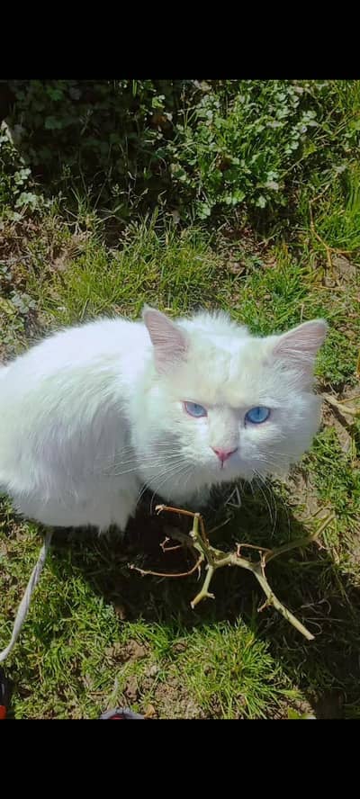 Persian Cat