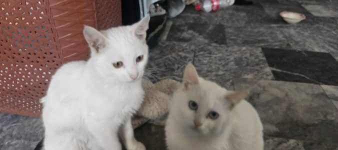 i can't keep them with me because I don't have space