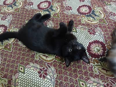 persian kitten liter trained bot loving hai