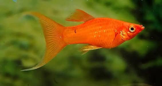 red moontail mollies and fries cheap price