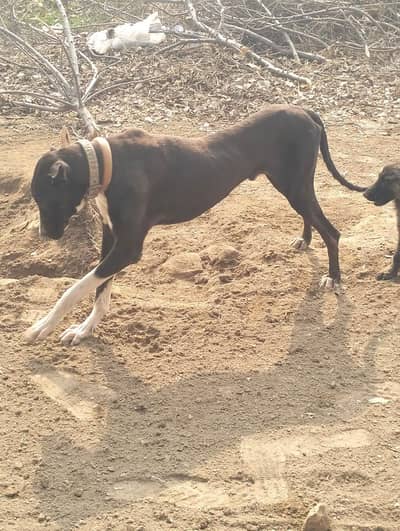 bully dog height 30 jnch whatsapp number 03290866266