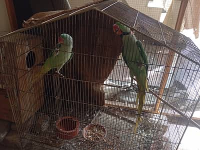 Raw parrot pair for sale