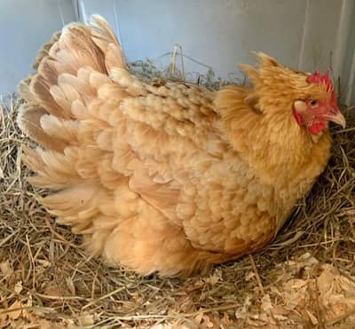 Kurak Murgi required