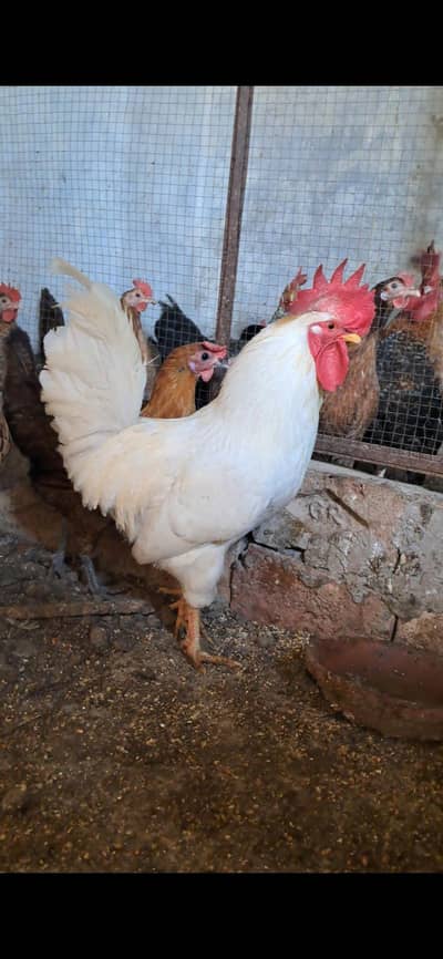 Golden Misri Set 1+6 (1 White male, 6 females)