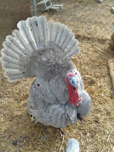 blue slate turky breedr pair