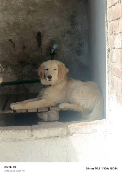 1 female golden retriever