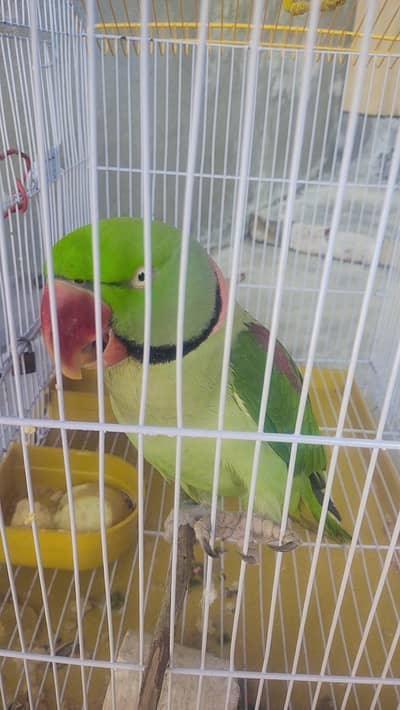 indian red ring talking parrot for sale