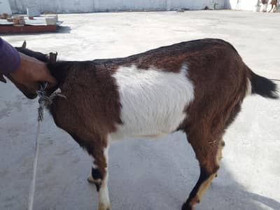 bakri mix