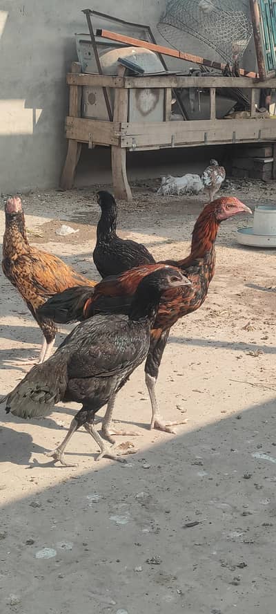 Aseel Hens for sale