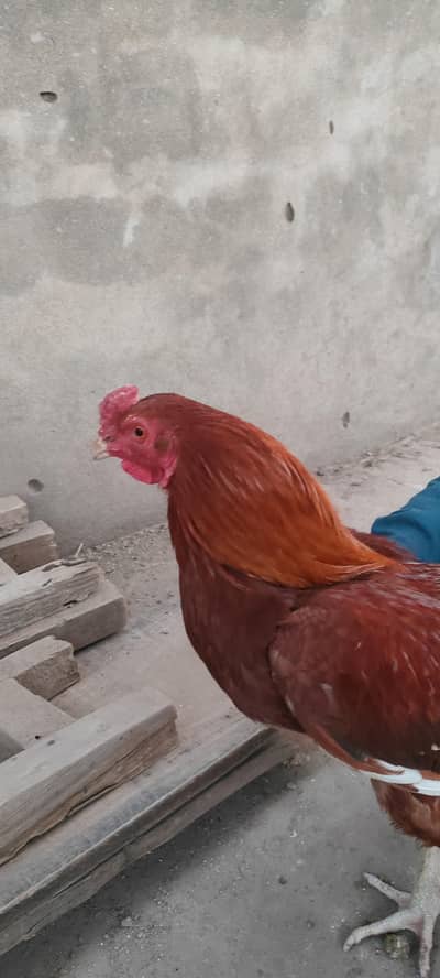 Aseel Hen for sale