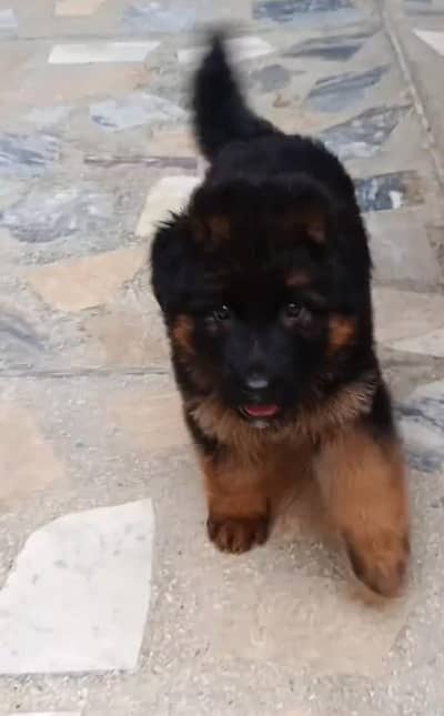 German Shepherd puppy Mel long coat for sale