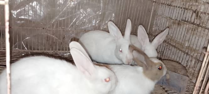 Rabbit baby white red eye and black eye