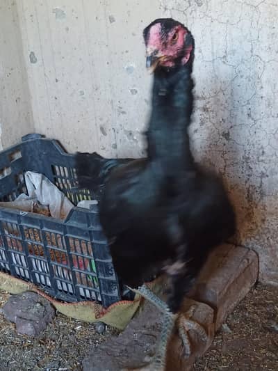 Pure aseel Harman shamoo