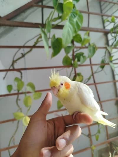 Quality Handtamed Cocktail Red Eye For Sale