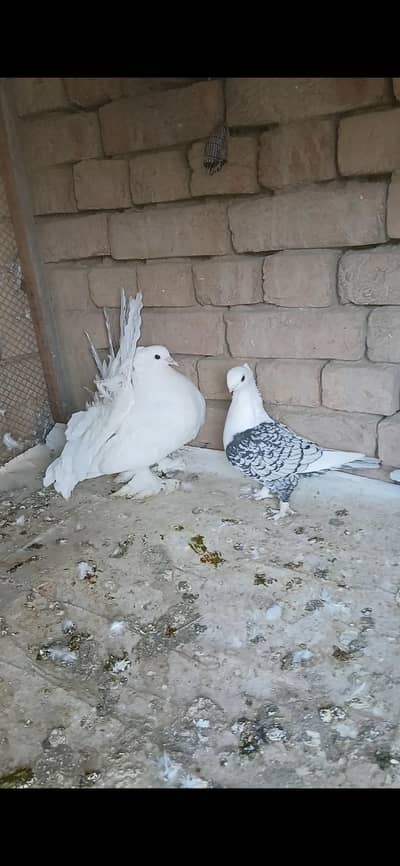 White American o kali chik 3417364953