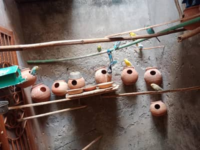 Australian budgies parrot