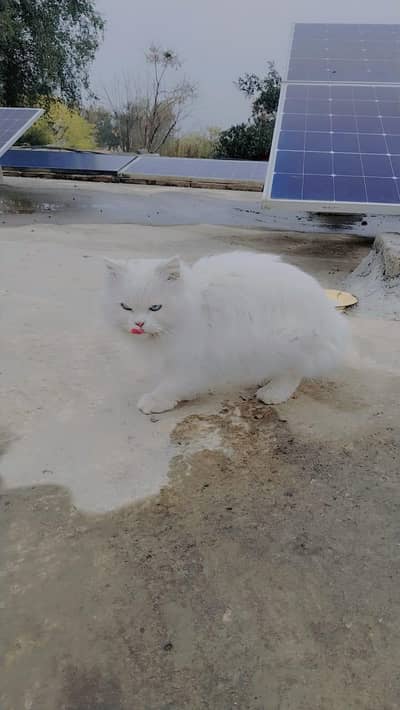 Blue eyes, triple coated and white cat