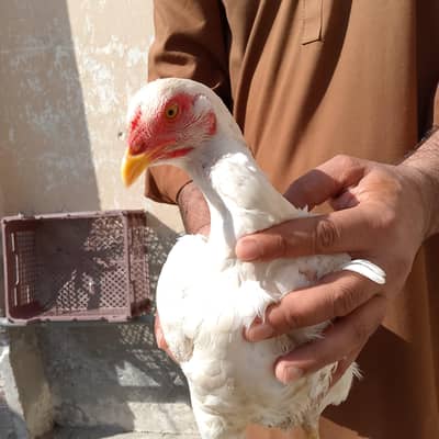 aseel heera pair for sale