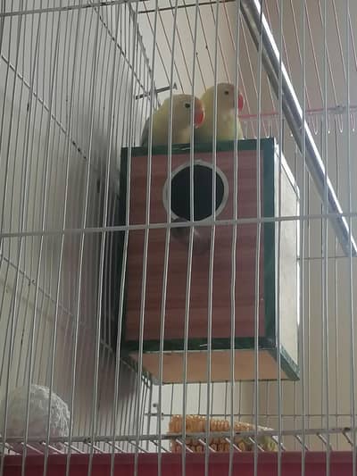 Female Parrots for sale