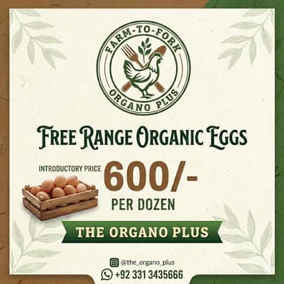 Organic misri | desi murghi | starter hen | Austrolop pathian |مرغیاں