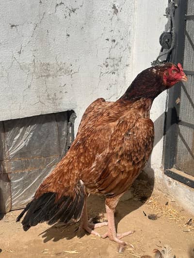 Aseel hens 0345/17/000/65