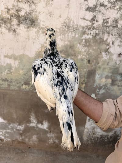 Aseel hens 0345/17/000/65